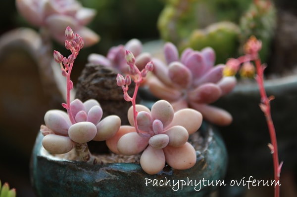 General Care for Pachyphytum oviferum "Pink Moonstone"