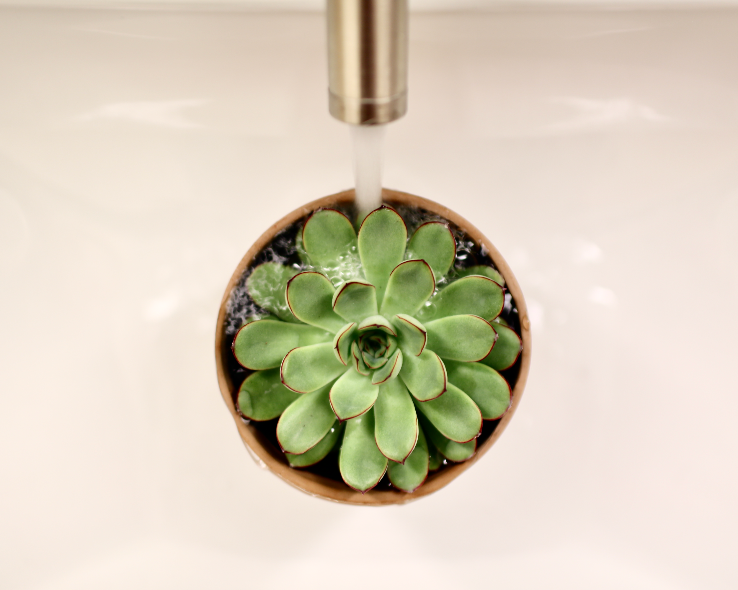 How to save an over-watered succulent with a black stem
