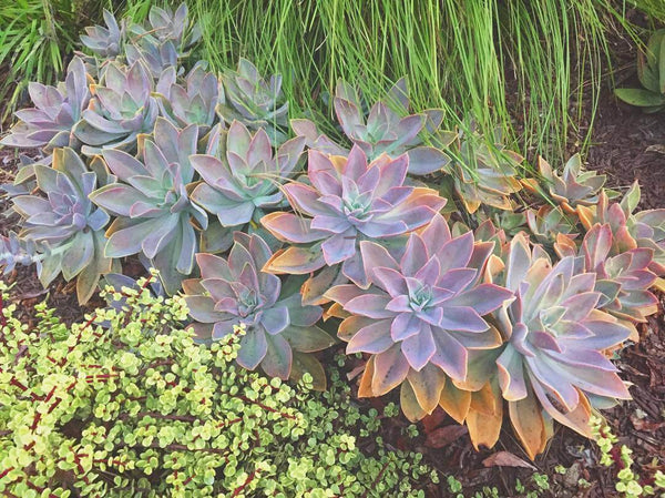 General Care for Graptoveria ‘Fred Ives