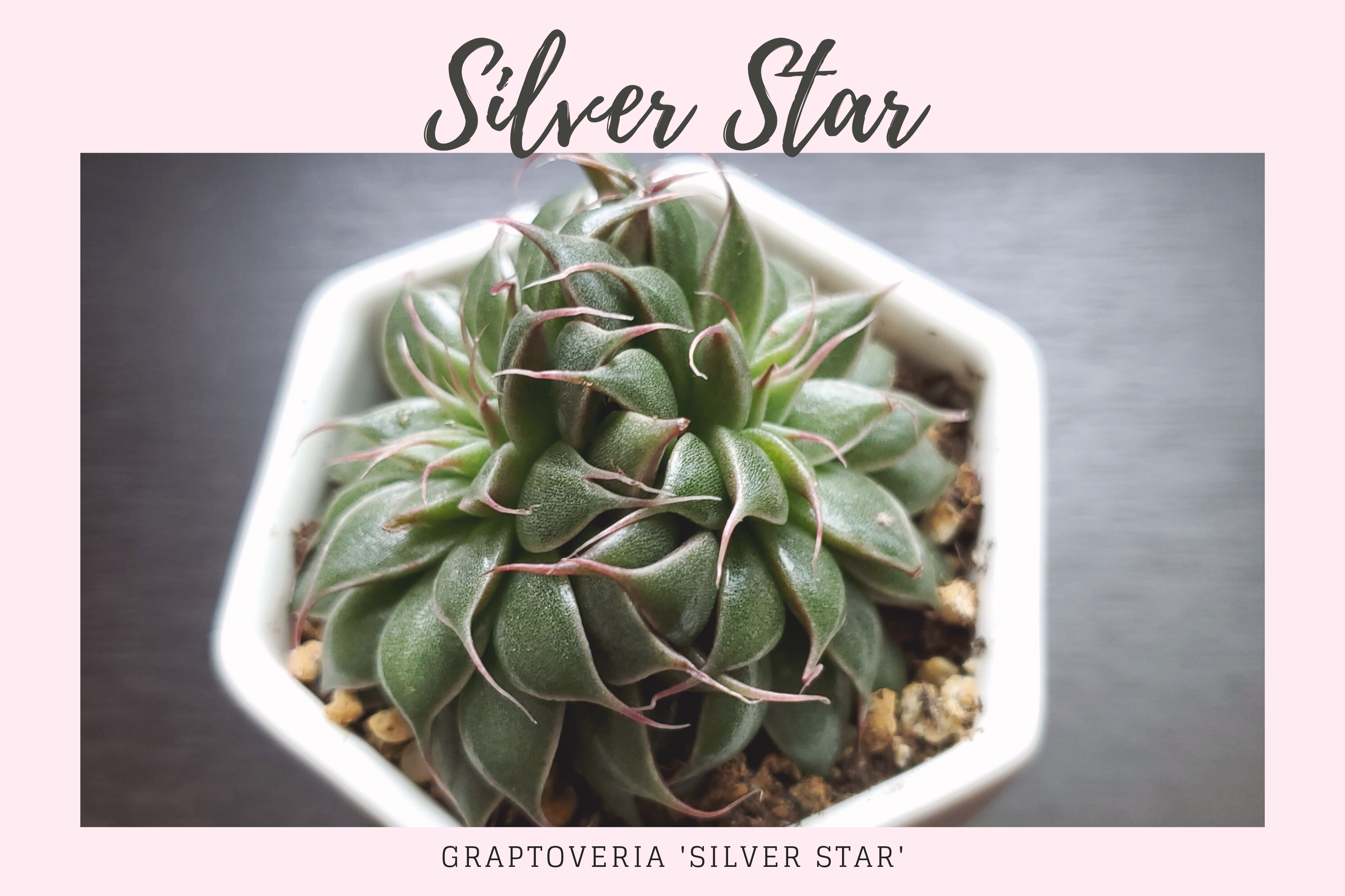 General Care for Graptoveria ‘Silver Star’