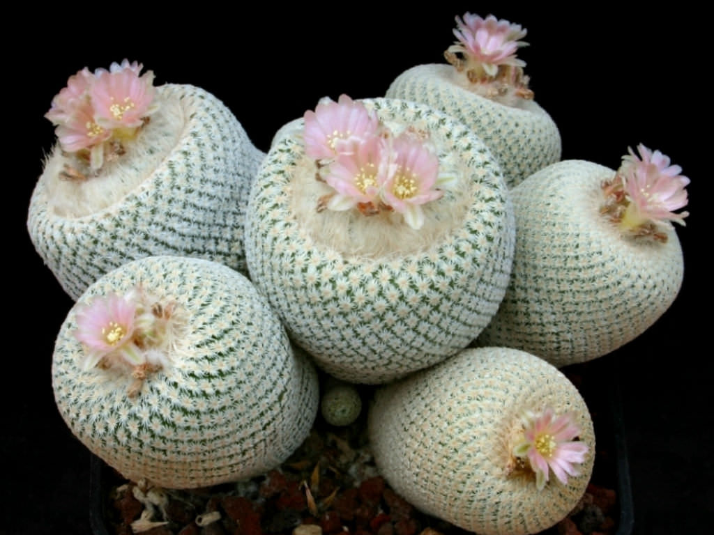 General Care for Epithelantha micromeris “Button Cactus”
