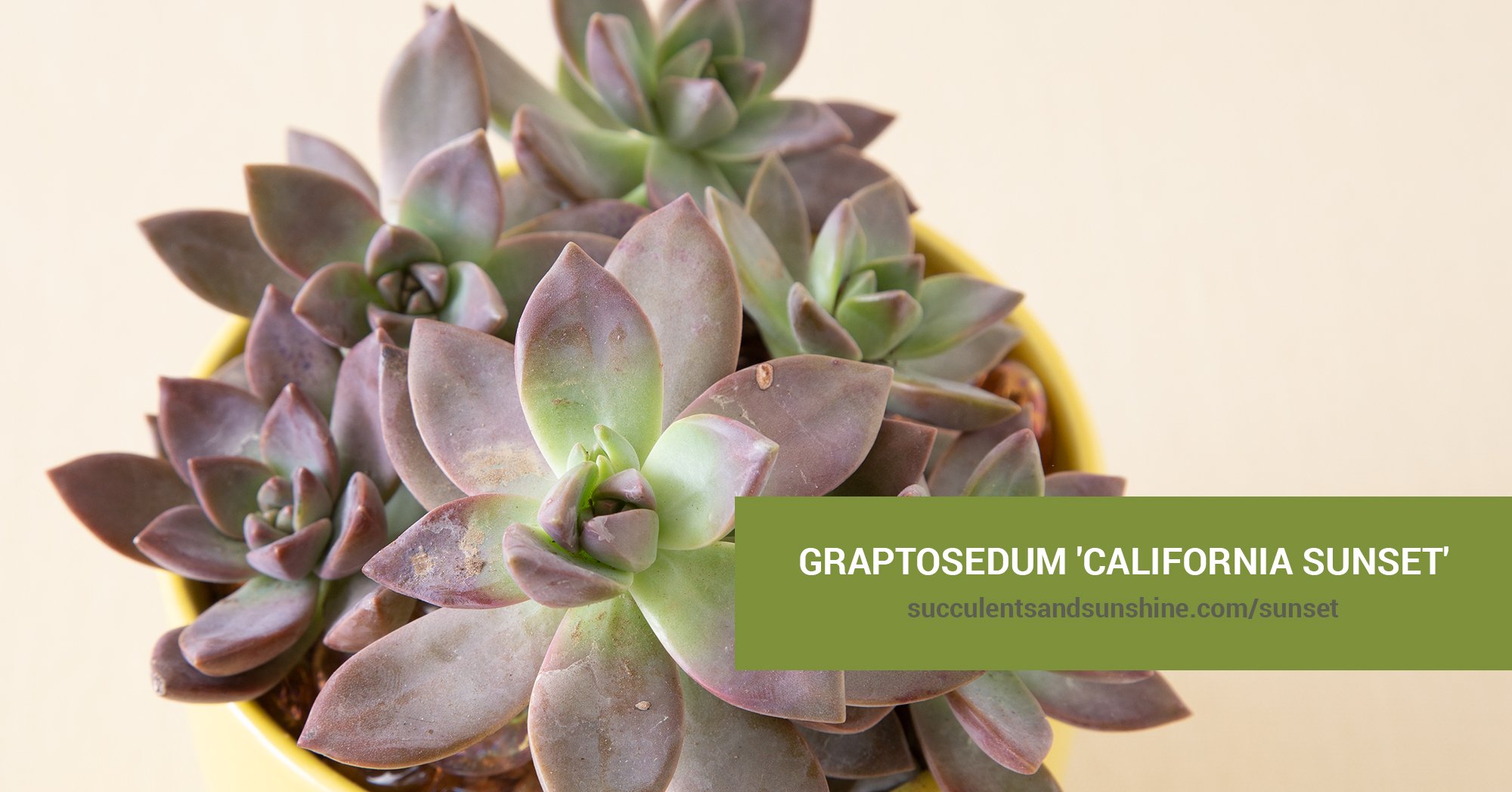 General Care for Graptosedum ‘California Sunset