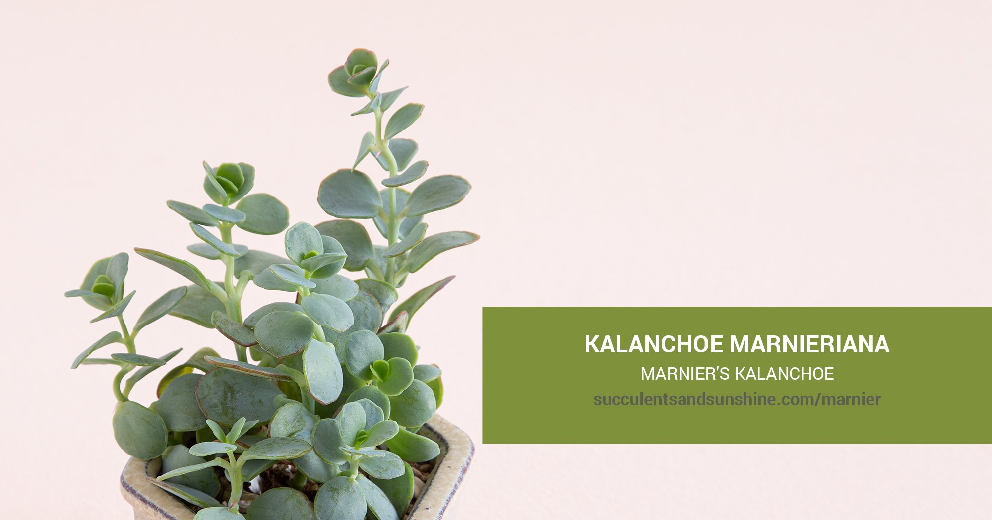 General Care for Kalanchoe marnieriana “Marnier