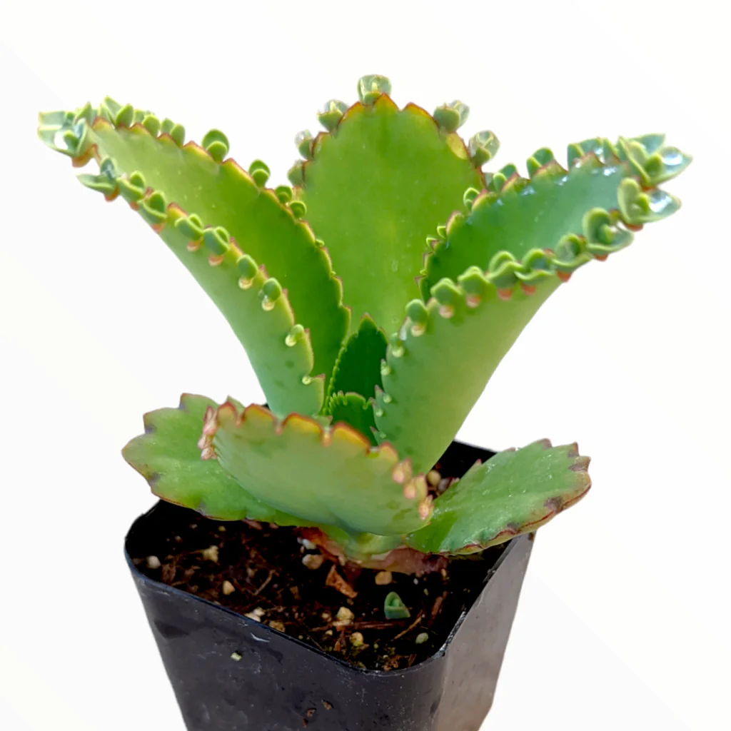 General Care for Kalanchoe daigremontiana “Mother of Thousands”