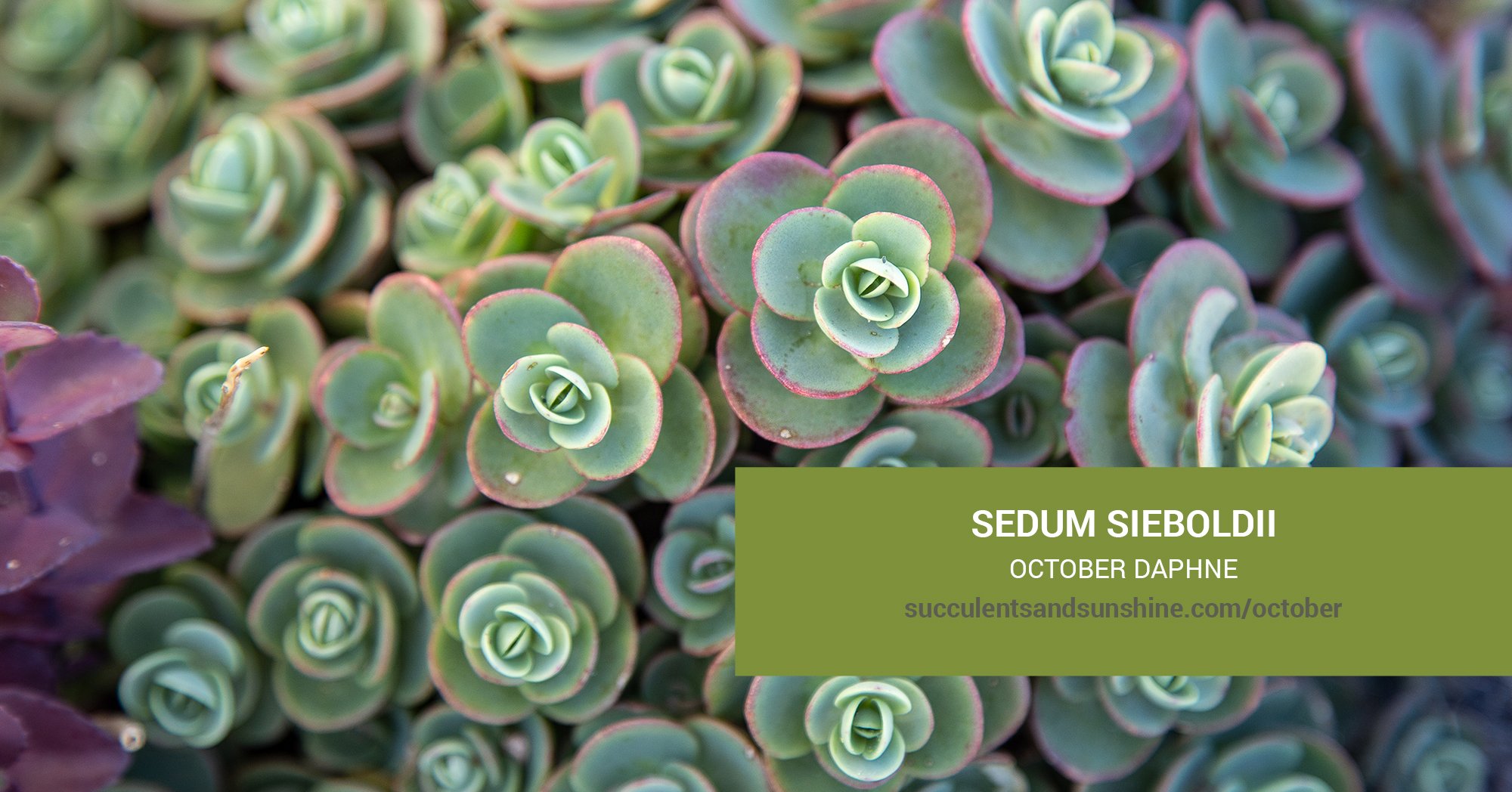 General Care for Sedum sieboldii “October Daphne”