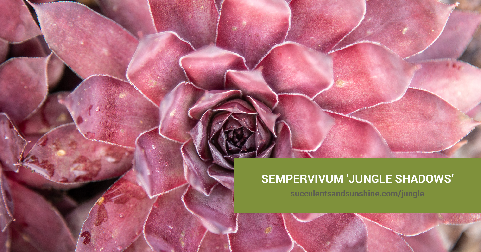 General Care for Sempervivum ‘Jungle Shadows