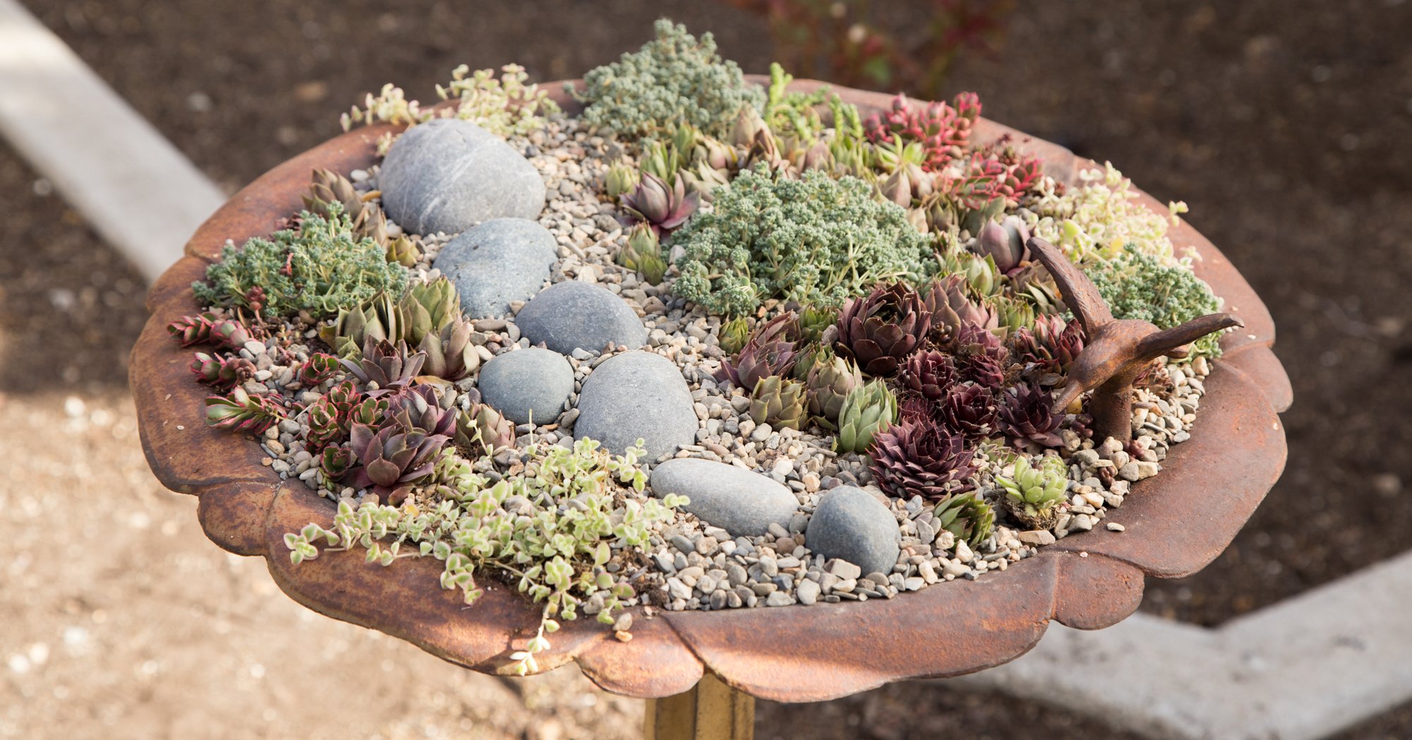 How I replanted the bird bath