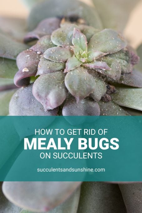 How can I get rid of mealybugs?