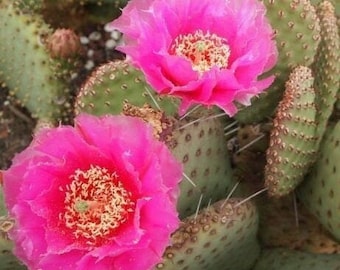 General Care for Opuntia ‘Party Favor