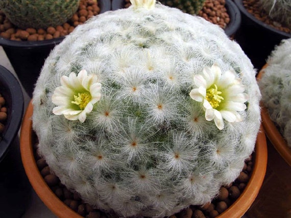 General Care for Mammillaria plumosa “Feather Cactus”