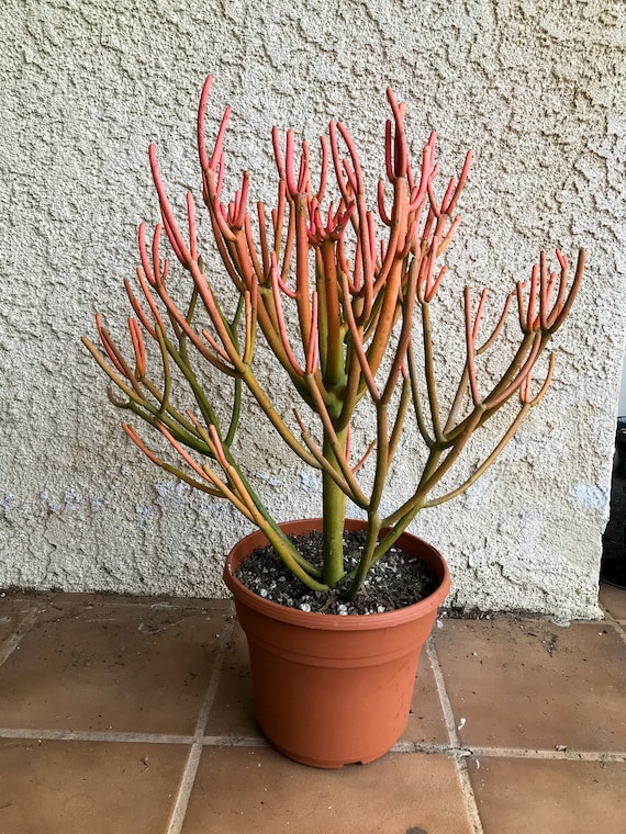 General Care for Euphorbia tirucalli ‘Sticks on Fire