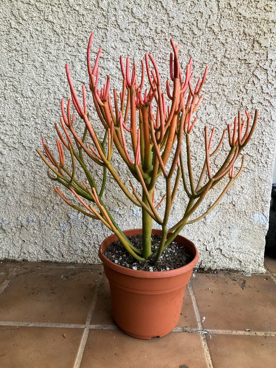 General Care for Euphorbia tirucalli ‘Sticks on Fire