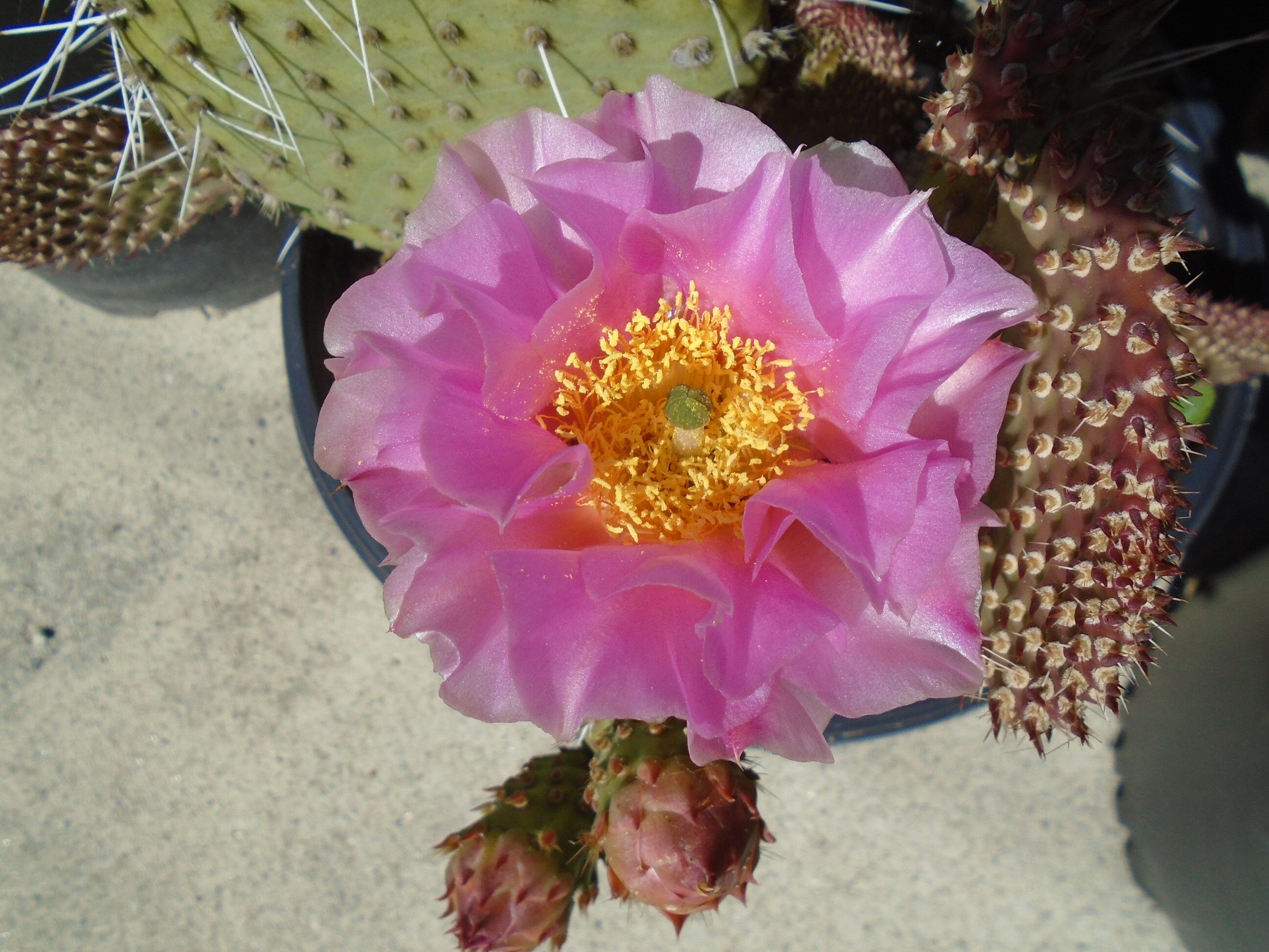 General Care for Opuntia ‘Pink Frost