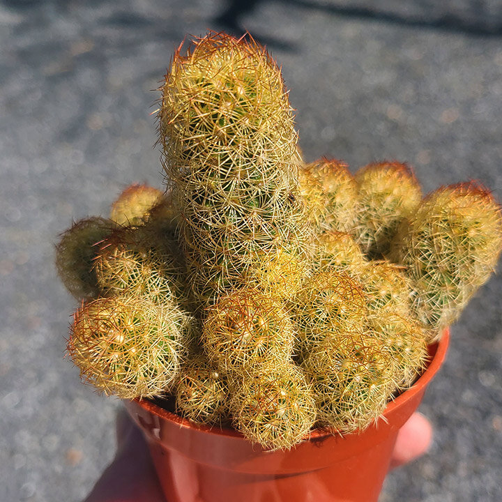 General Care for Mammillaria elongata “Ladyfinger Cactus”
