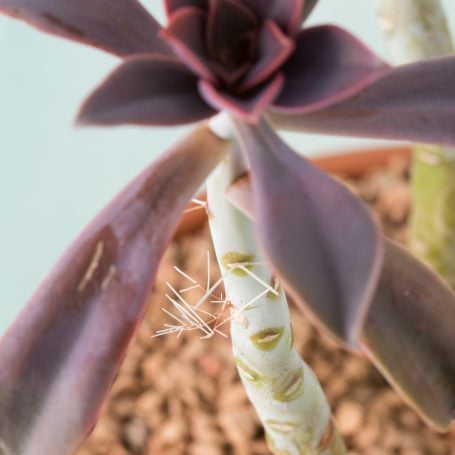 Do all succulents grow aerial roots?