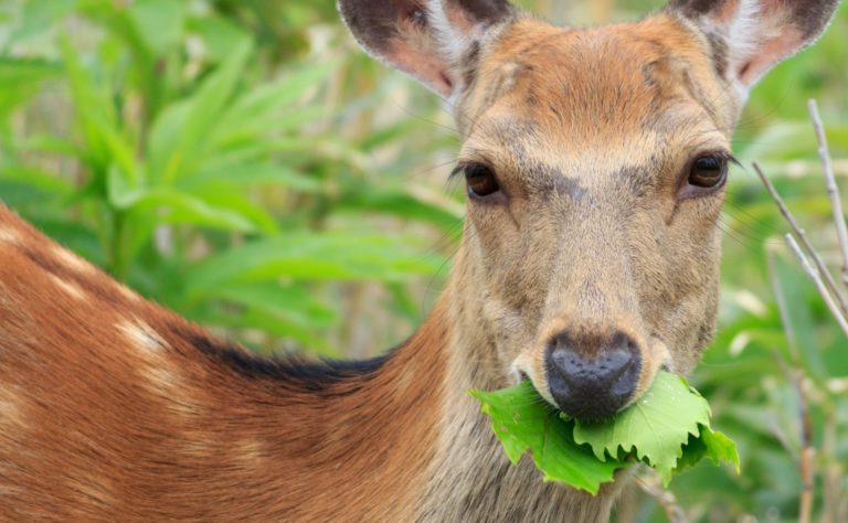 Deer eating Zannia