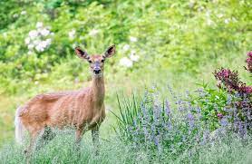 Deer in a garden